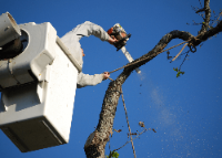 Sugar Cane Tree Service