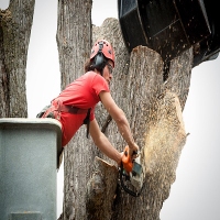 The Garden City Tree Service Co