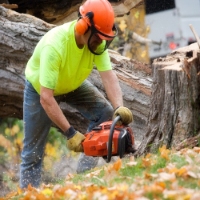 Green River Tree Removal