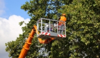 Oyster Town Tree Service