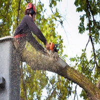 Contract City Tree Service