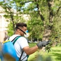 The Rock Tree Service