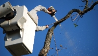 Gate City Tree Removal Co