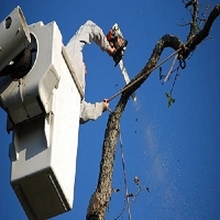 Handshake City Tree Service