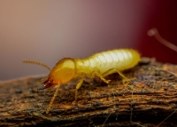 Golf Coast Termite Removal Experts