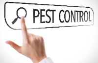 Onslow County Termite Removal Experts