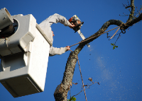 Icehouse Tree Removal Co