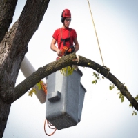 Park Tree Service