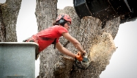 Long Island Tree Services