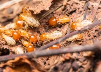 Popcorn Park Termite Removal Experts