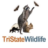 Tristate Wildlife