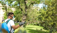 Harbor City Tree Removal Solutions