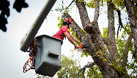 Naptown Tree Service