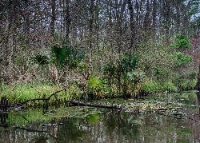 River City Wildlife Control Experts