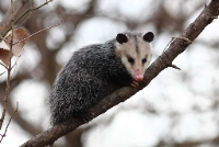 Morris Possum Removal Brisbane