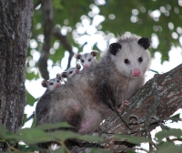 Angel City Wildlife Control Experts