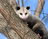 Morris Possum Removal Melbourne