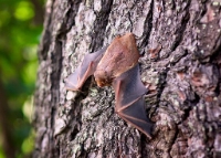 Jeffco Wildlife Control Experts