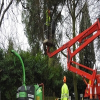 Tree Lopping Ipswich