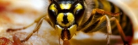 Frontline Wasp Removal Brisbane