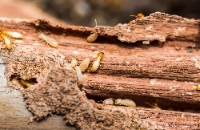 Cowford Termite Removal Experts