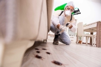 Cream City Termite Removal Experts