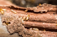 Heart Of Dixie Termite Experts