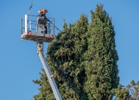 City of the Crosses Tree Service