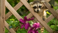 Blackfoot Town Wildlife Control Experts