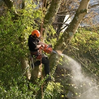 Iowa City Tree Service