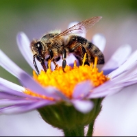 Morris Bee Removal Sydney