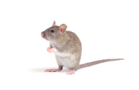 Morris Rodent Control Brisbane