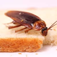 Frontline Cockroach Control Brisbane