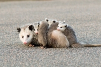 Humane Possum Removal Adelaide