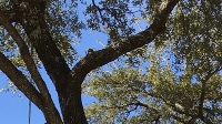 Central Texas Arbor Care