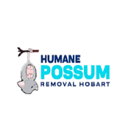 Humane Possum Removal Hobart