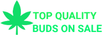 Top Quality Buds On Sale AU