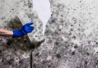 Mold removal melbourne