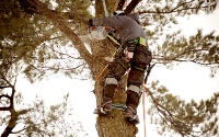 Haley's Tree Services