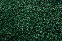 PerfectLawn Artificial Turf