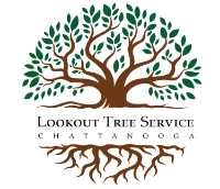 Look Out Tree Service Chattanooga