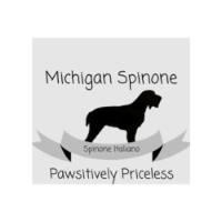 Michigan Spinone