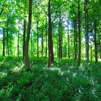 Lodi Tree Service