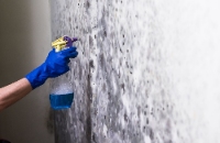 Mold Solutions of Mesa