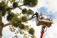 Green Tree Service West Sacramento