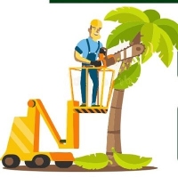 Petaluma Tree Service