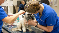 Black Mountain Animal Hospital | Your San Diego Veterinarian