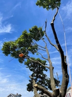 Expert Tree Service Montgomery