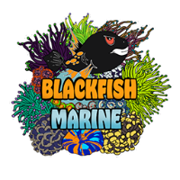 Blackfish Marine