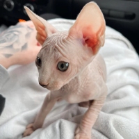 Sphynx kittens-Sphynx for Sale-ALVI-KITTENS